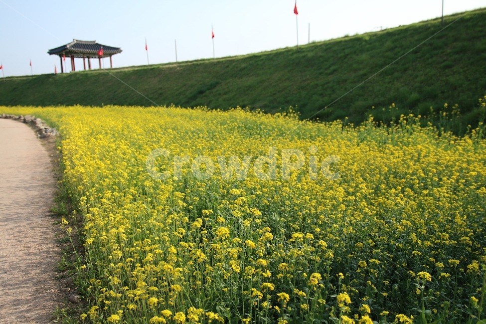 유채꽃,꽃,자연,풍경,봄,봄,계절,spring,season,자연,풍경,nature,landscape,field,들,grassland,목초지,outdoors,옥외