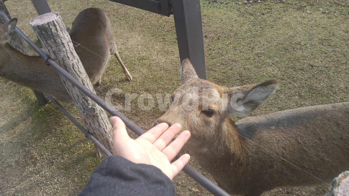 일본,사슴,나라공원,자연,공원,deer,고라니,feeding