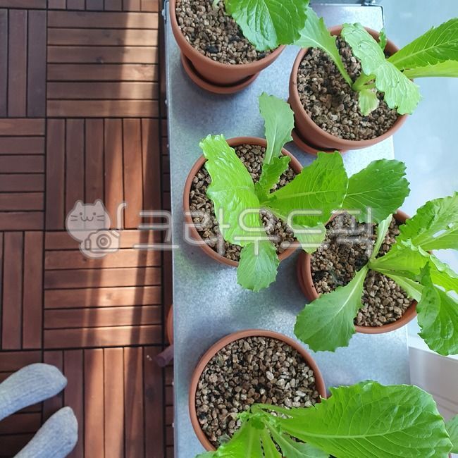 plant,식물,로메인상추,상추,베란다텃밭,데크,베란다데크,식물키우기,베란다정원,초록색,깨끗한,싱그러운,연두색,화분,토분,플렌테리어,따뜻한,햇볕