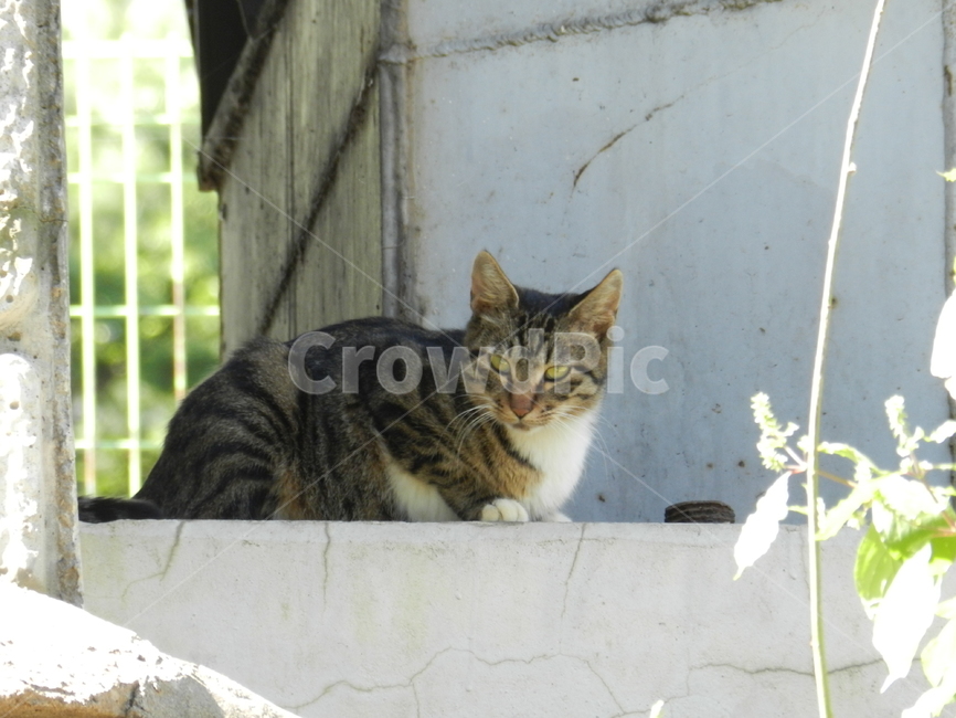 cat,고양이,animal,동물,mammal,포유류,들고양이,동물,animal,포유류,mammal,고양이,cat,kitten,kitty