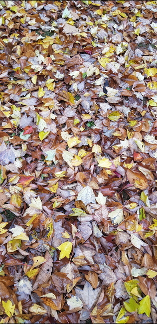 낙엽,단풍,plant,식물,배경,leaf,잎,ground,바닥,가을,계절,fall,autumn,season