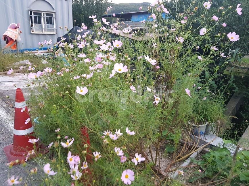 코스모스,콘,컨테이너,시골,풍경,근처,plant,식물,outdoors,옥외,식물,자연,plants,nature,꽃,flower