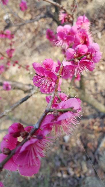 홍매,홍매화,꽃,분홍색꽃,봄꽃,매화꽃,blossom,유실수꽃