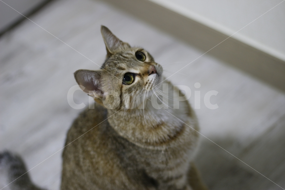 고양이,반려동물,유기묘,길냥이,애완동물,cat,pet,kitten,아기고양이,코숏,코리안숏헤어,캣대디,캣맘,반려묘,동물,동물,animal,고양이,cat,kitten,kitty,포유류,mammal