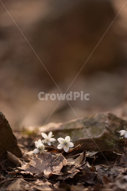 수리산,꽃,변산바람꽃,식물,flower