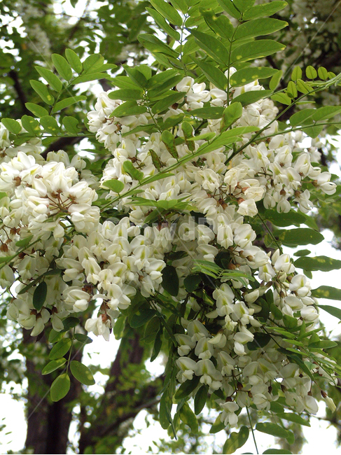 아카시아,꽃,아카시아꽃,아까시나무속,낙엽교목,5월,식물,자연,plants,nature,꽃,flower