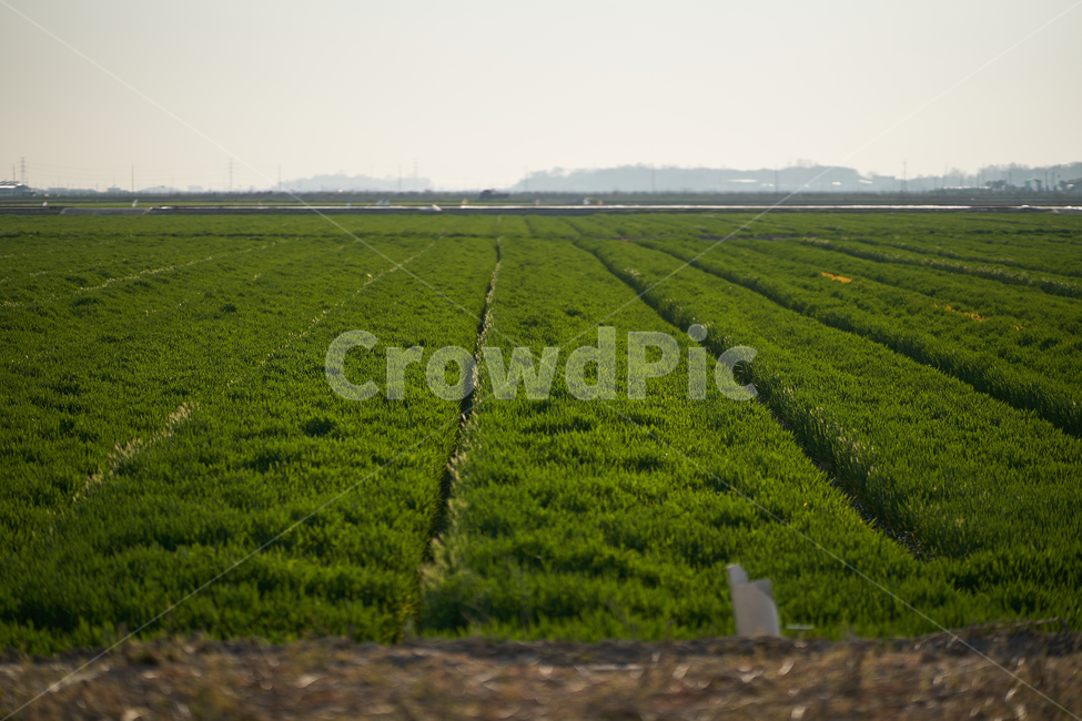 봄,보리,청보리,barley,yard,들