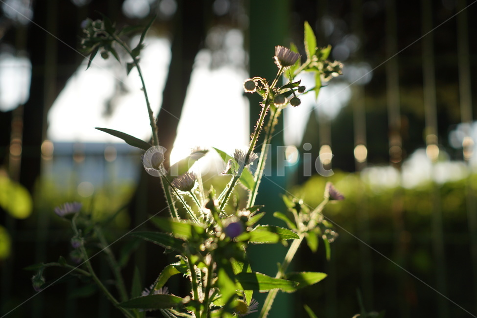 꽃,식물,역광,매직아워,magichour,sunset,flower,green,식물,자연,plants,nature,꽃,flower