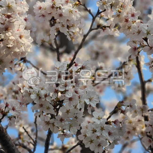 spring,Cherry Blossom,petal,tree,flower