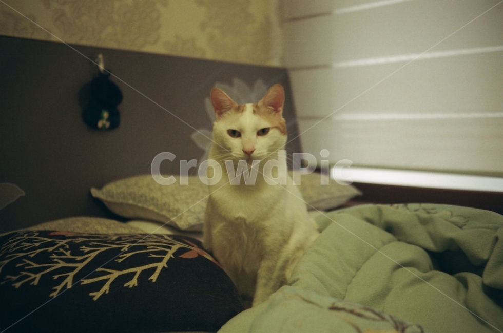 필름,필름사진,film,고양이,감성,sentimental,cat