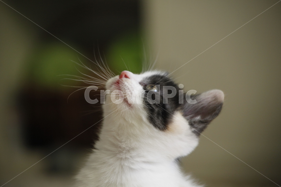 고양이,점박이,아기고양이,러블리,cat,kitty,동물,animal,포유류,mammal,고양이,cat,kitten,kitty