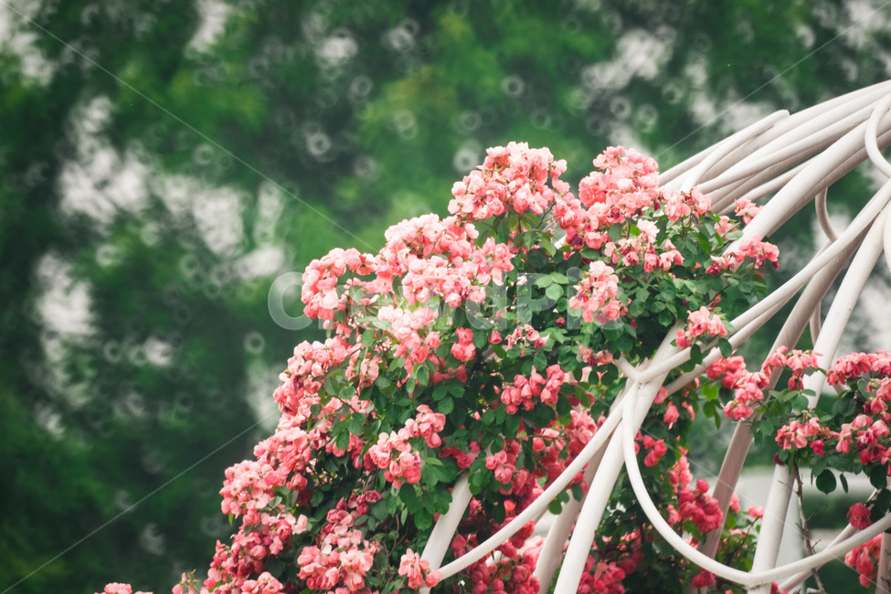 장미,꽃,flower,flowers,rose,꽃밭,자연,식물,nature,plant,plants,꽃잎,장미꽃,식물,자연,plants,nature,꽃,flower