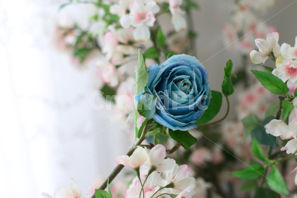 flower,꽃,장미,파란장미,bluerose,조화,아웃포커싱,꽃,flower