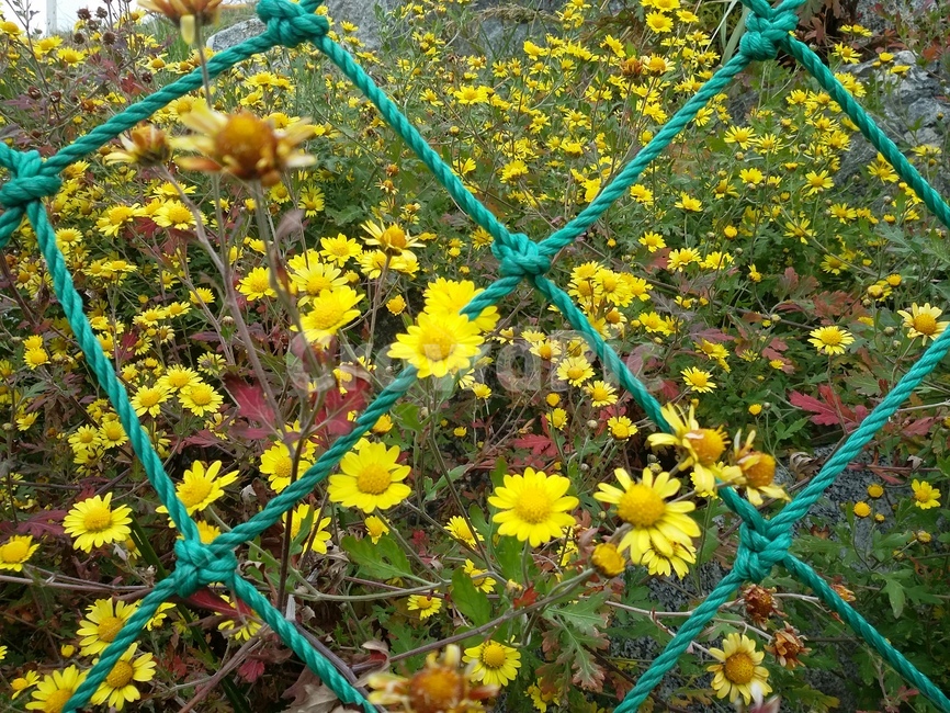 plant,식물,꽃,노란꽃,자연