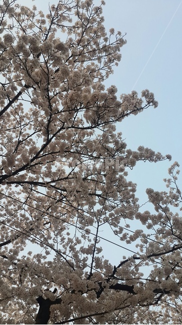 벚꽃,봄,만개,개화,spring,flower,꽃나무,봄,계절,spring,season,자연,풍경,nature,landscape,plant,식물,꽃,blossom,cherry blossom