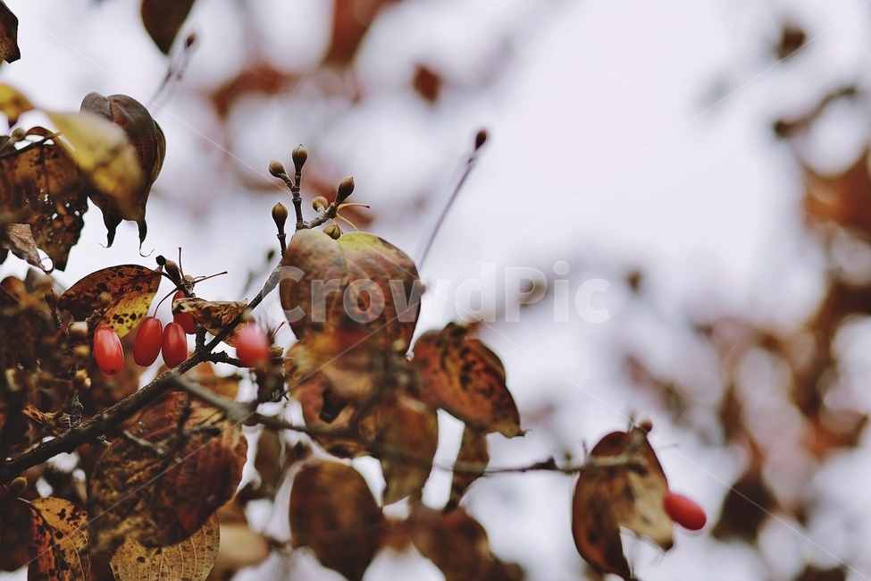 가을,공원,나뭇가지,fall,park,tree,나무열매,갈색,brown,가을,계절,fall,autumn,season,식물,자연,plants,nature,plant