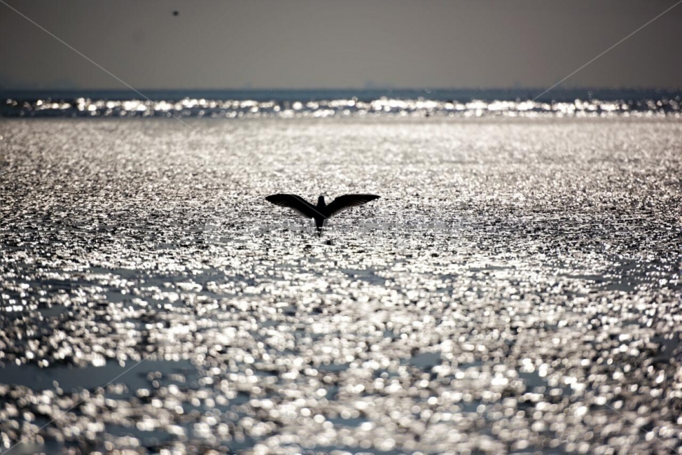 목섬,갈매기,복해,파도,물결,빛,자연,풍경,nature,landscape,동물,animal,조류,새,birds,bird