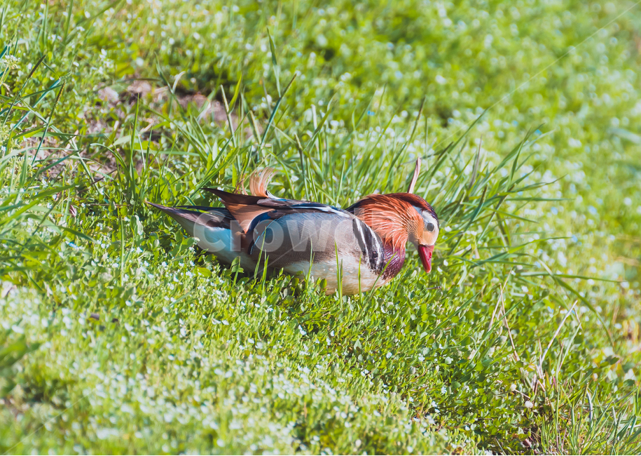 mandarin duck,duck family,Mandarin duck male,mandarinduck,Wild Goose