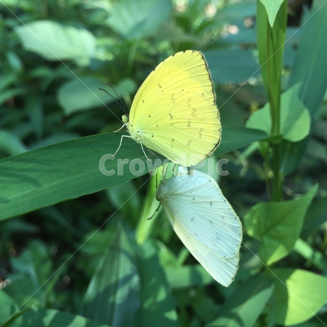 나비,풀,나비짝짓기,노란나비,초록풀,곤충,곤충,벌레,insect,bug