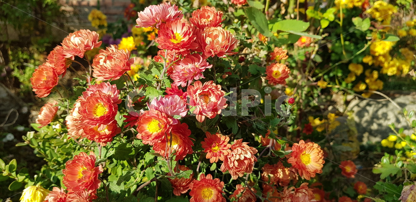 blossom,꽃,geranium,flower,가을,가을꽃,식물,국화,식물,자연,plants,nature,꽃,flower