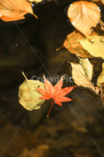 단풍,가을,단풍잎,빨간단풍,fall,가을,계절,fall,autumn,season,식물,자연,plants,nature
