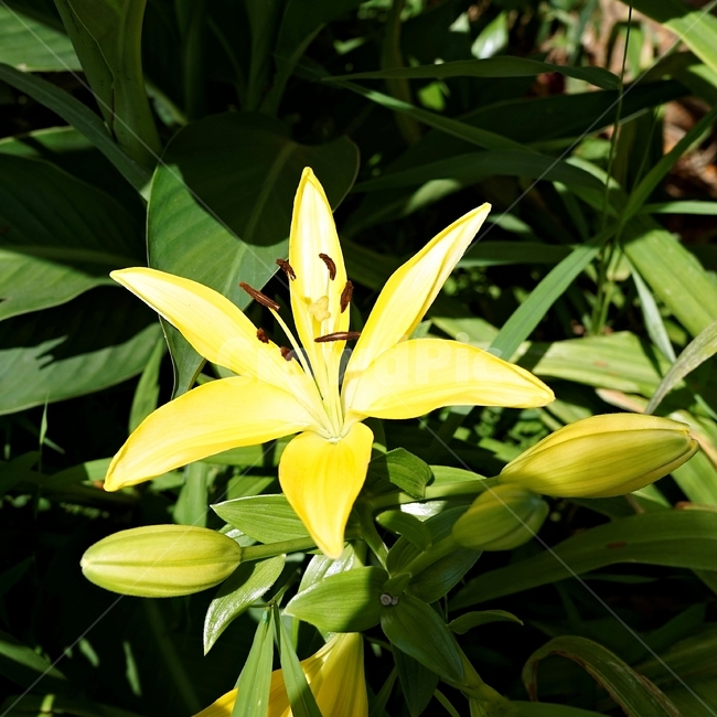 백합꽃,향기,암술,식물,원예,정원,식물,자연,plants,nature,꽃,flower