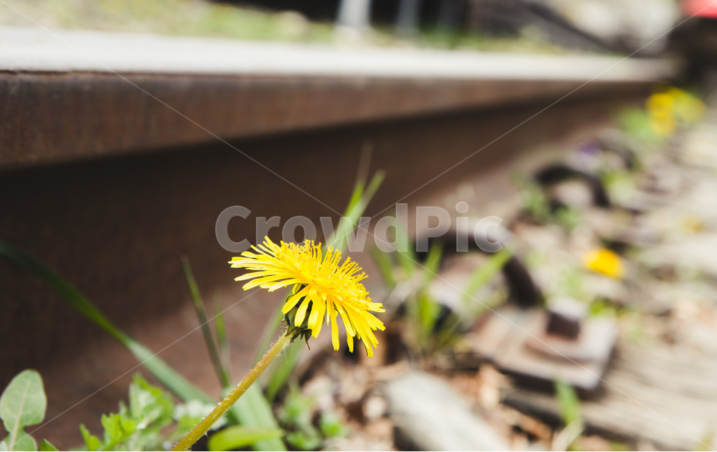 철길,민들래,꽃,철,녹,기차,train,식물,오래된,추억,식물,자연,plants,nature,꽃,flower