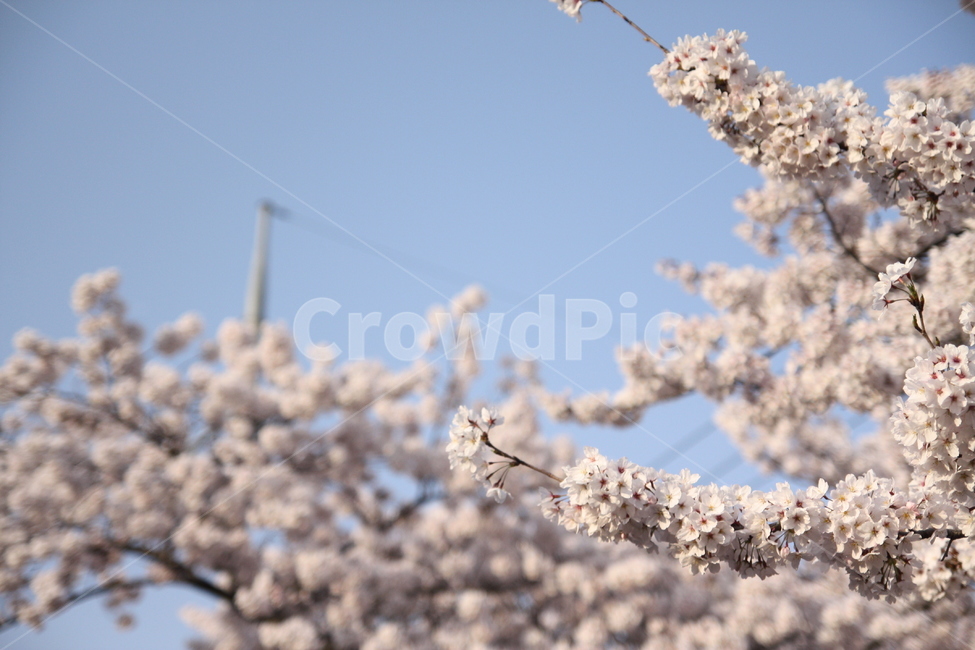 벚꽃,봄,꽃,하늘,벚꽃축제,풍경,분홍,봄,계절,spring,season,식물,자연,plants,nature,꽃,flower,plant,blossom,cherry blossom