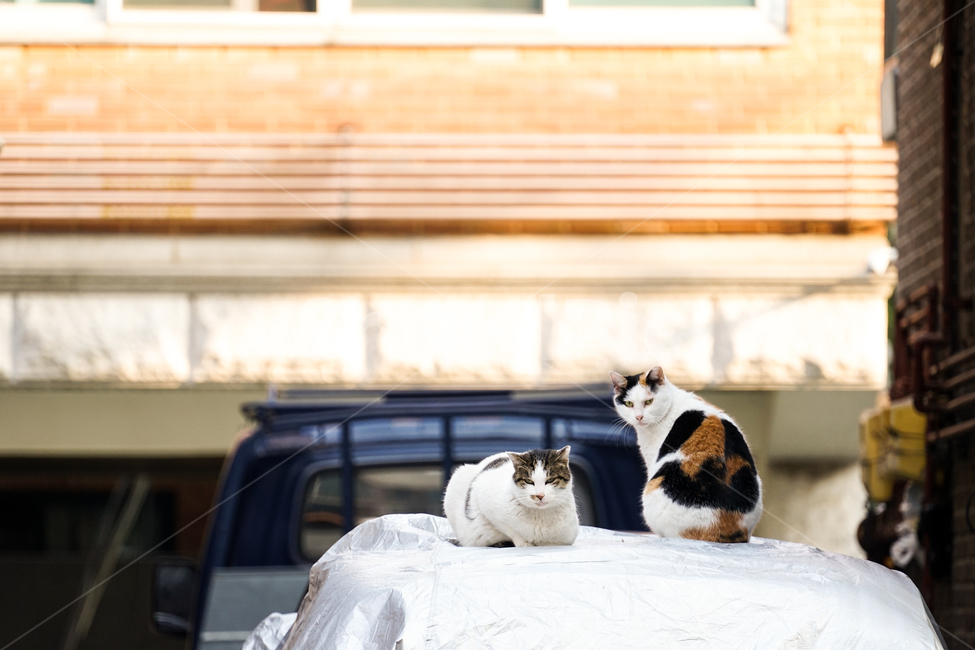 고양이,동물,포유류,길냥이,cat,animal,pet,동물,animal,포유류,mammal,고양이,cat,kitten,kitty