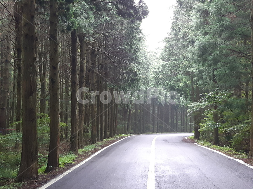 제주도,삼나무숲,삼나무,비오는삼나무숲길,숲길,자연,풍경,nature,landscape,road,도로,freeway,고속 도로,highway,고속도로
