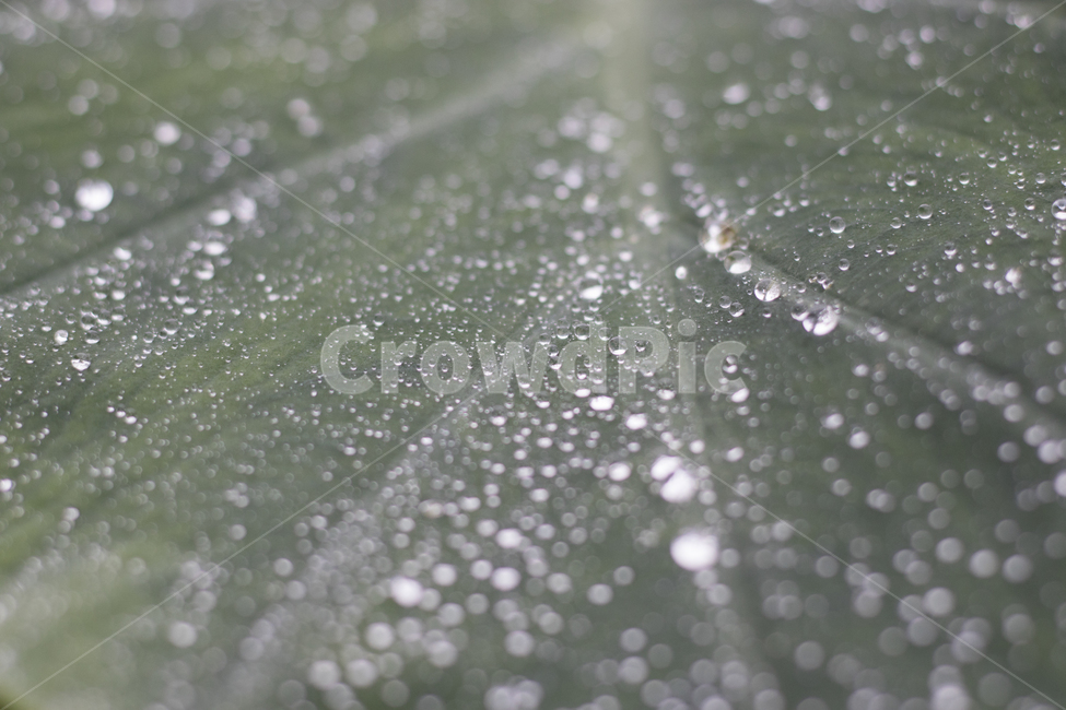 leaf,잎,plant,식물,droplet,작은물방울,식물,자연,plants,nature