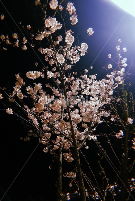 꽃,벚꽃,나무,봄,저녁