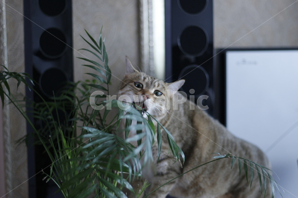 고양이,반려동물,반려묘,동물,길고양이,집사,애완동물,cat,pet,kitten,animal,동물,animal,고양이,cat,kitten,kitty