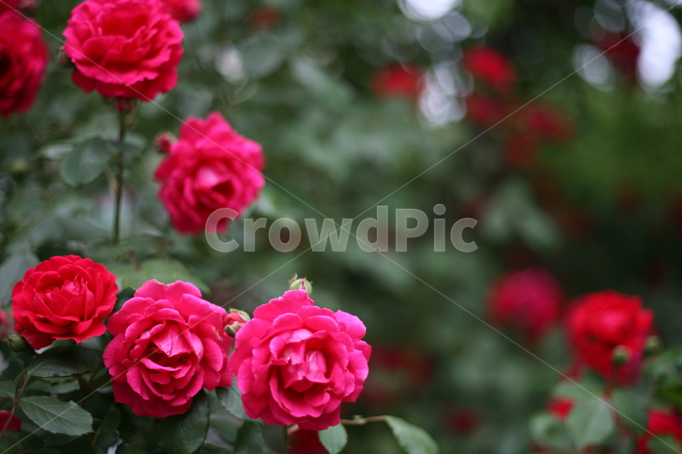 장미,여름,접사,꽃,blossom,rose,flower,plant,식물