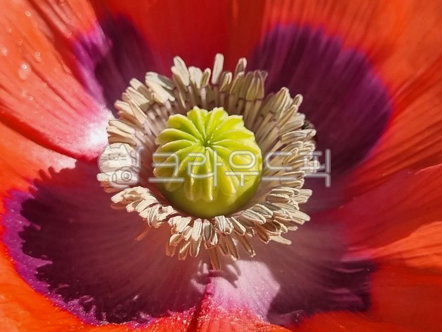 양귀비,양귀비꽃,두해살이풀,앵속,약담배,아편꽃,꽃,poppy,poppyflower,biennialherb,hyacinth,medicinaltobacco,opiumflower,flower