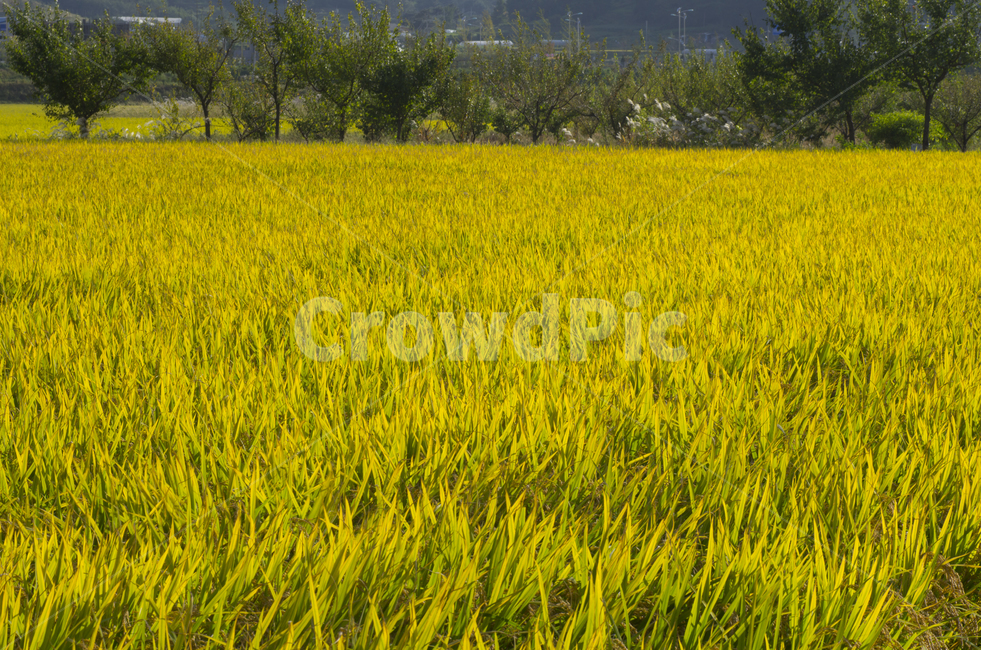 벼,들판,곡식,가을,쌀,scene,view,feeling,emotion,nature,landscape,season,풍경,감정,감성,자연,계절,뷰티,rice,field,rural,urban,autumn,fall,풍경사진,감성사진,정취