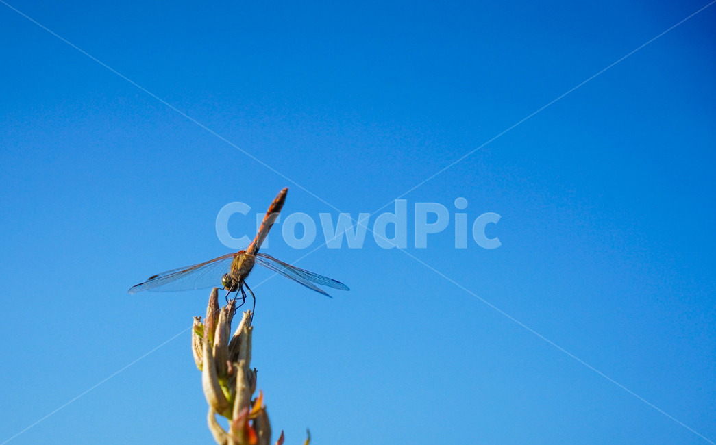 잠자리,고추잠자리,가을,곤충,겹눈,자연,동물,animal,곤충,벌레,insect,bug
