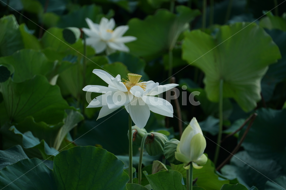 연꽃,백련,lotus,수초,식물,담수초,수중식물,수련과