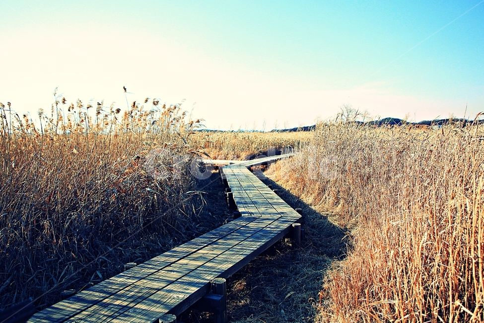 오솔길,갈대숲,생태공원,길,풍경,배경,자연,자연,풍경,nature,landscape,building,건물,bridge,다리,boardwalk,산책로,grass,잔디,plant,식물