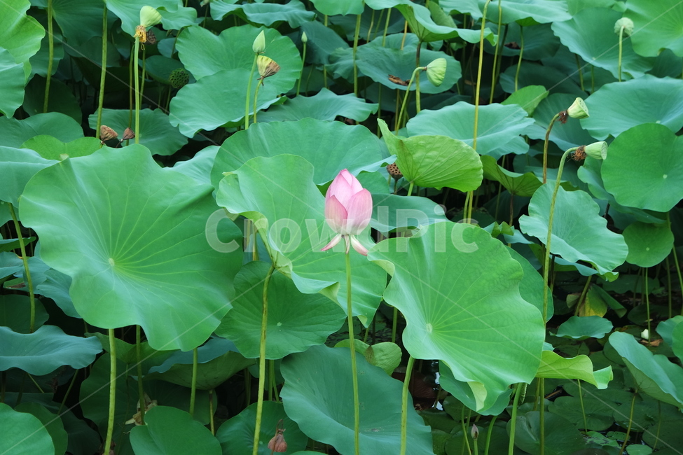 연꽃,연잎,꽃봉오리,꽃,여름꽃