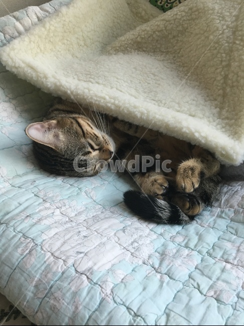 고양이,낮잠,이불,침대,뱅갈,벵갈,동물,animal,포유류,mammal,고양이,cat,kitten,kitty