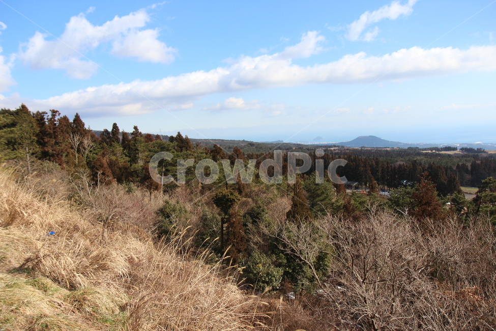 산,숲,자연,풍경,제주,한라산