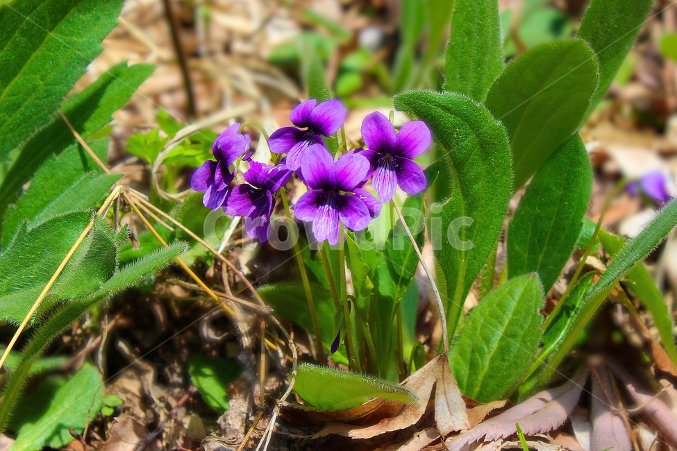 식물,꽃,제비꽃,봄,자연,야생화,Plants,Flowers,Vines,Spring,Nature,Wildflowers