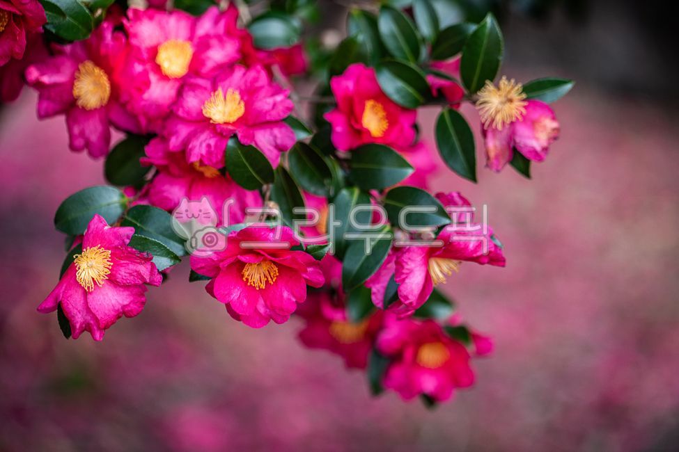 꽃,동백꽃,카멜리아,사랑,열정,변함없는사랑,절제된사랑,제주,43사건