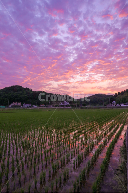 노을,감성,농촌,반영,구름,자연,풍경,nature,landscape,한국자연풍경,한국자연경관,korea nature landscape,색깔,색상,색채,색감,color sense,color sensitivity,feeling of color,산업,industry,industrial,농업,농사,agriculture,farming,farming industry,field,들,plant,식물,grass,잔디,outdoors,옥외