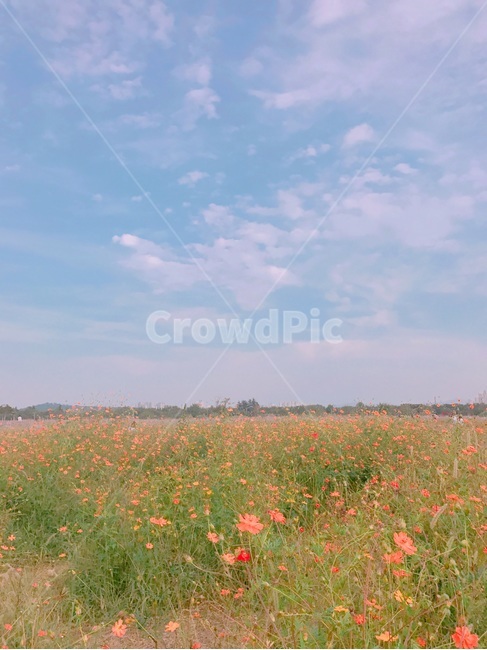 꽃,화창,하늘,색감,풍경,화창한,맑은,아름다운,예쁜,자연,풍경,nature,landscape,grassland,목초지,field,들,outdoors,옥외