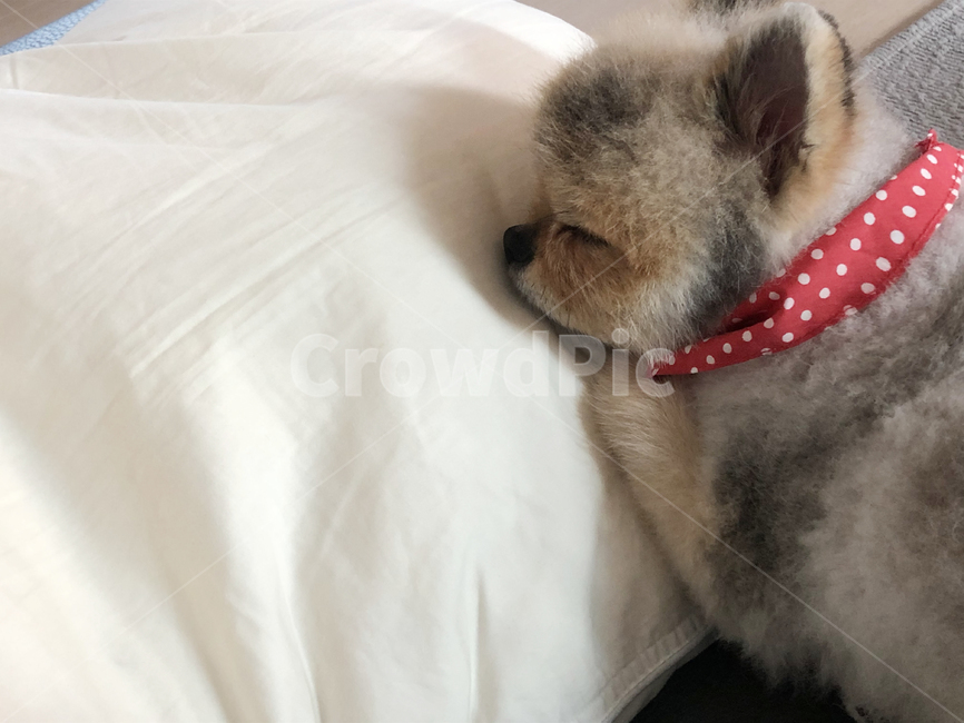 강아지,포메,포메라니안,베개,자는강아지,puppy,pomeranian,동물,animal,포유류,mammal,개,강아지,dog,doggy