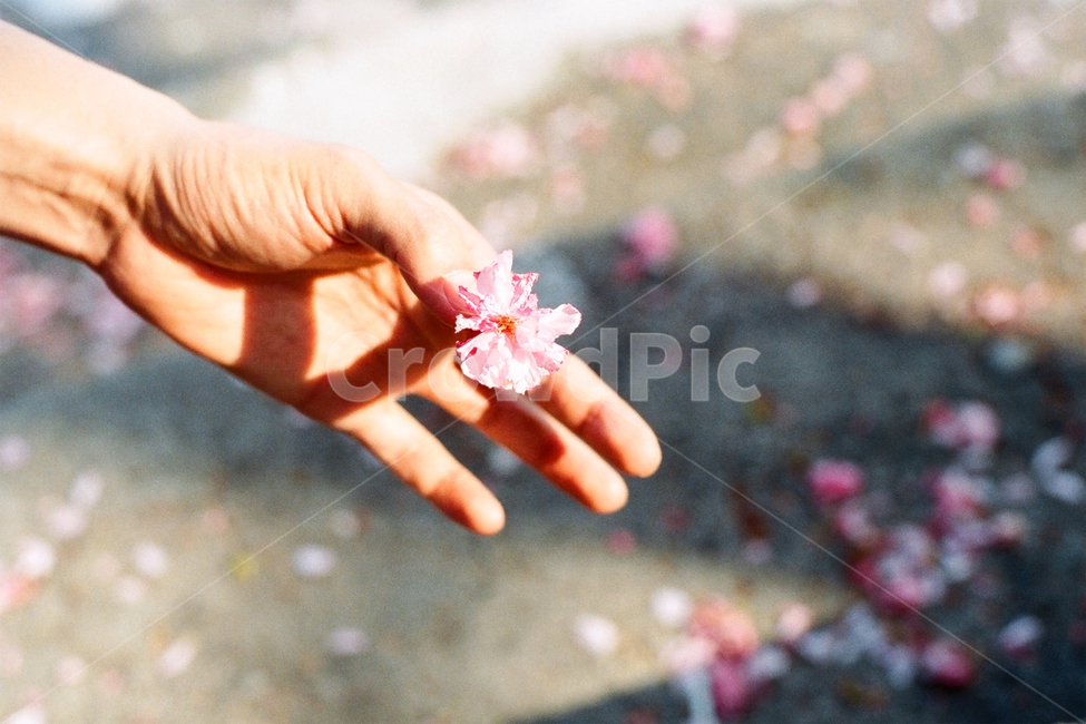 필름,필름사진,필름느낌,필름감성,감성사진,꽃잎,꽃,잎,벚꽃,핑크,블라섬,손,손가락,blossom,cherryblossoms,finger,hand,식물,자연,plants,nature,꽃,flower,신체일부,몸,body