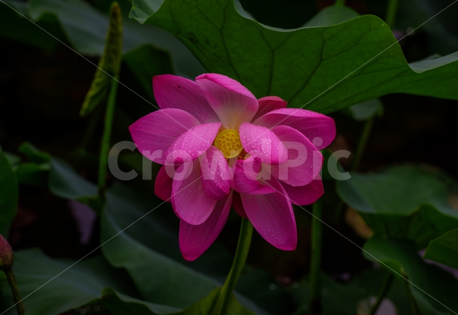 연,연꽃,꽃,꽃사진,연꽃사진,식물,자연,plants,nature,꽃,flower