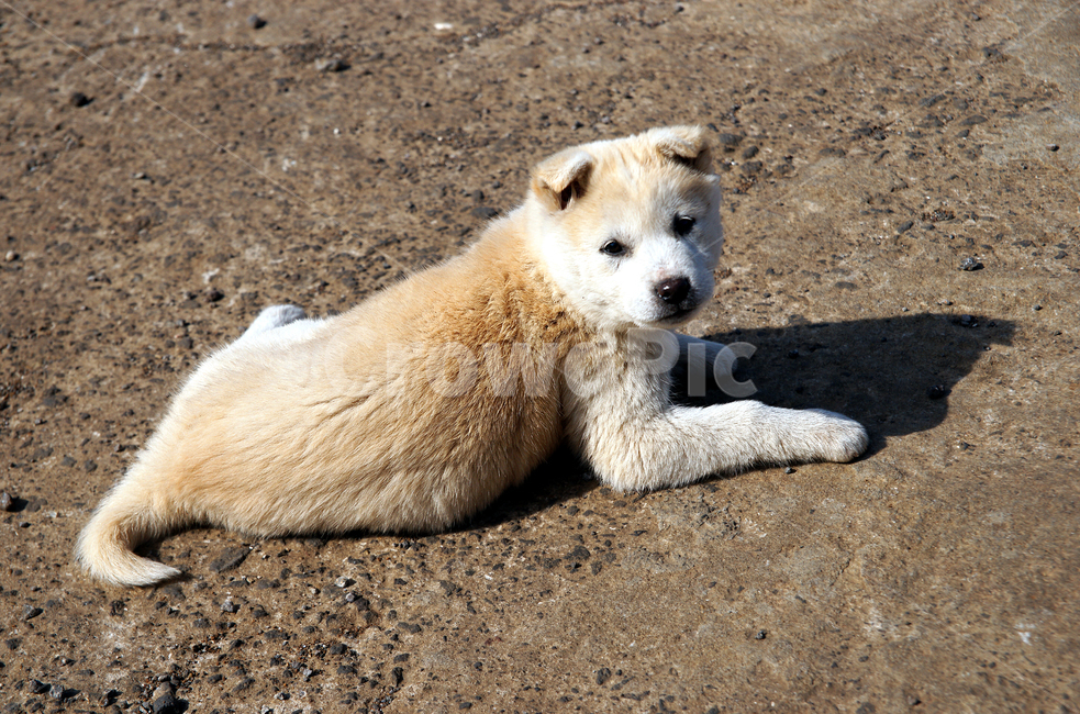 개,멍멍이,동물,애완동물,반려견,동물,animal,포유류,mammal,개,강아지,dog,doggy